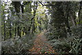 SX8143 : Track, France Wood by N Chadwick