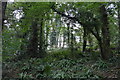 SX8143 : France Wood by N Chadwick