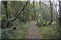 SX8143 : Boardwalk, Slapton Nature Reserve by N Chadwick
