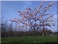 TL2009 : Salisbury Village - Apple Blossom by Andrew Pinder