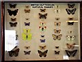 Dwarf British butterflies display