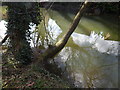 Tree in River Little Ouse, Thetford