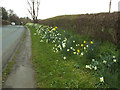 Daffodils on The Hill near Sandbach