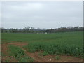 Oilseed rape crop off Woodhouse Way (A6002)