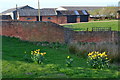 Daffodils and outbuildings at Rye Farm