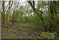 Small patch of woodland near the River Biam