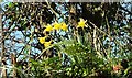 Daffodils above Trebant Water valley