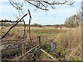 TQ7709 : Filsham Reedbeds - Combe Valley Countryside Park by PAUL FARMER