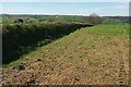 SX1558 : Cornish hedge above Winnick by Derek Harper