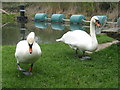TL2871 : Mute Swans at Houghton Mill by M J Richardson
