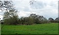 Trees and bushes around a small pond