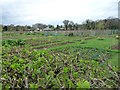 Plant beds, north of Middlewich Road