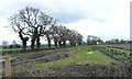 Trees on a field boundary, west of Goostrey Farm