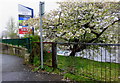 "Desire path" into Withybush retail park (2)