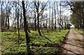 The lane to Brockhampton in early April