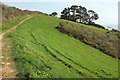 Bridleway above Compass Cove