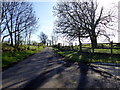 Tree shadows along Dervaghroy Road