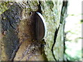 H5068 : Coin embedded in tree, Donaghanie old graveyard by Kenneth  Allen