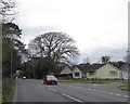 SZ1993 : Tall tree at junction of Lymington Road and Curzon Way by David Smith