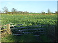 Oilseed rape crop, near Upfields