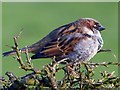 Male house sparrow, Llanddaniel Fab, Anglesey