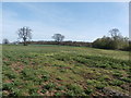 Field near Superstore and A Road