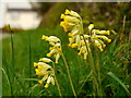 Cowslips by Kempley Lane