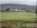 Grazing towards Auchenreoch