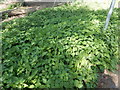 Nettles on edge of playing field