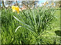 Daffodil, Hadleigh