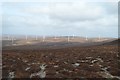 NC8713 : Gordonbush Windfarm, Sutherland by Andrew Tryon