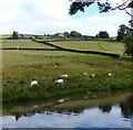 Sheep next to the Leeds and Liverpool Canal