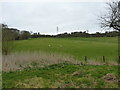 Sheep grazing above Buildwas