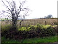 Mossy bank along Aghaboy Road