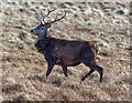 NC7836 : Red Deer  Stag by valenta