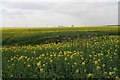 Old pit in field of oilseed rape, road from Kirmington to Caistor