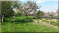 Greenway orchard near Boundary Lane