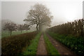 A misty track near Nymet Mill