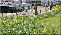 J3575 : Daffodils, Titanic Quarter, Belfast (April 2017) by Albert Bridge