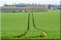SU4035 : Tractor tracks in crop field by David Martin