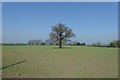 Tree near Highfield Farm