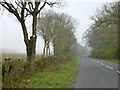 Recently trimmed hedgerow