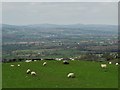 Sheep pasture at Rhesgoed