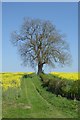 Tree and Rape off Wighill Lane