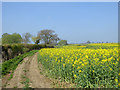 Field of oil-seed rape