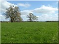 Bare trees in a field 