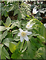 Wood anemones (Anemone nemorosa) growing by the A268