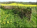 Yellow flowers