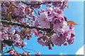 Cherry Blossom in London N14