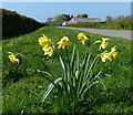 Daffodils near Sandebus Farm